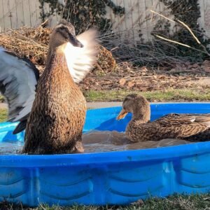 Khaki Campbell Ducks