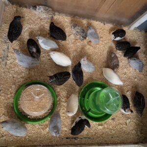 Button Quails