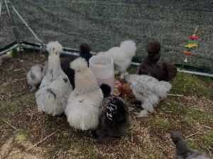 Silkie Chickens