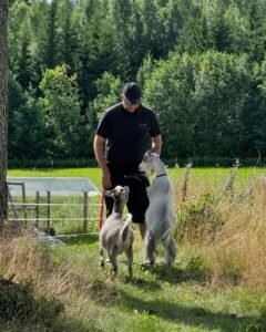 Oberhasli Goats for Sale