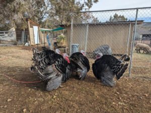 Female Broad Breasted Bronze Turkeys
