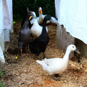 Indian Runner Ducks