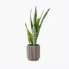 product-image-6_optimized Faucibus Interdum