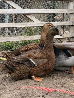 Rouen Ducks