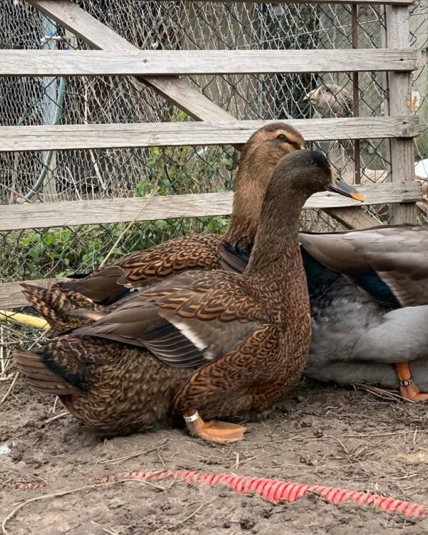 Rouen Ducks