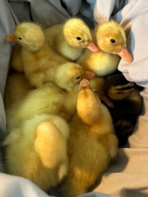 Khaki Campbell Ducks
