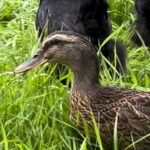 Rouen Ducks