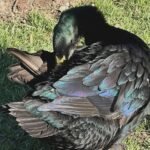 Cayuga Ducks