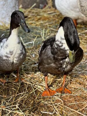 Swedish Ducks