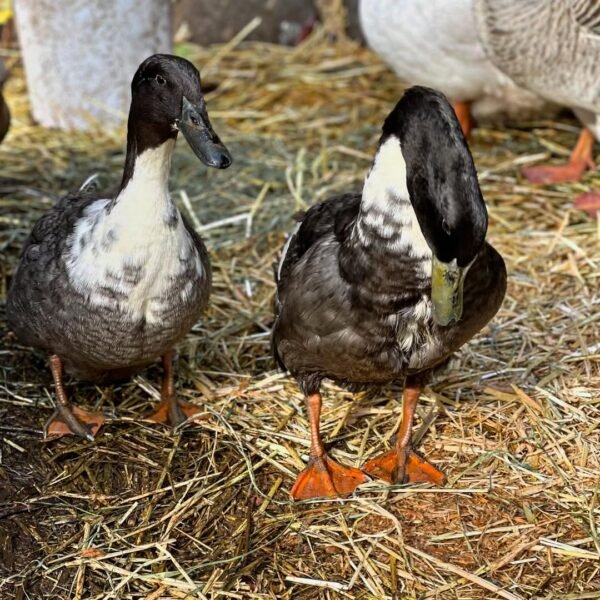 Swedish Ducks