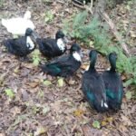 Swedish Ducks