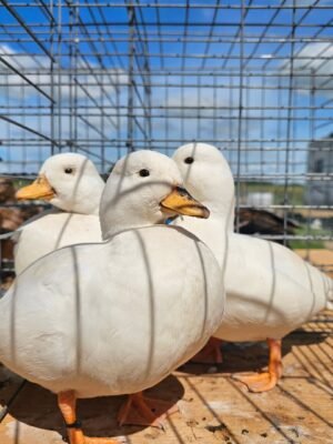 Call Ducks