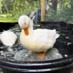 Call Ducks