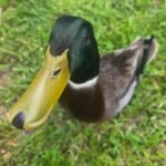 Mallard Ducks