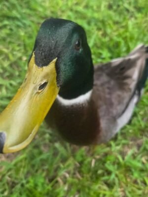Mallard Ducks