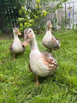 Silver Appleyard Ducks