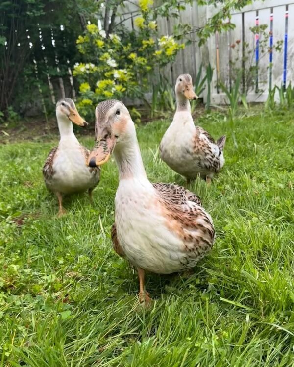 Silver Appleyard Ducks