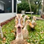 Silver Appleyard Ducks