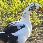 Ancona Ducks
