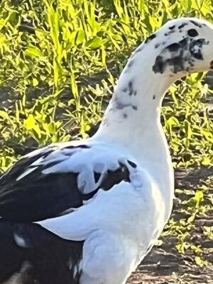 Ancona Ducks