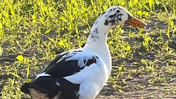 Ancona Ducks