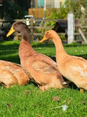 Buff Orpington Ducks