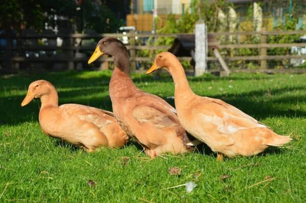 Buff Orpington Ducks