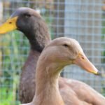 Buff Orpington Ducks