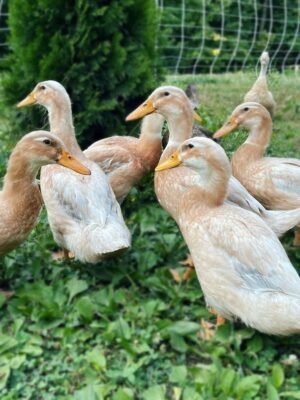 Saxony Ducks