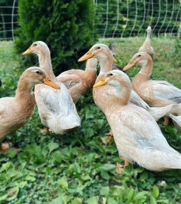Saxony Ducks