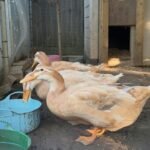 Saxony Ducks