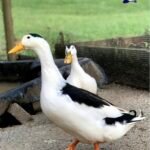 Magpie Ducks