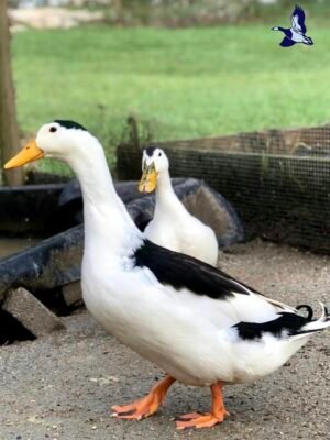 Magpie Ducks
