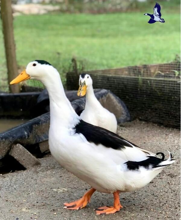 Magpie Ducks