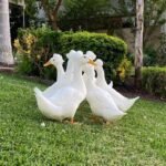 Pekin Ducks