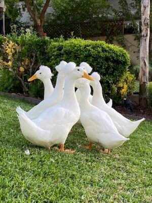 Pekin Ducks
