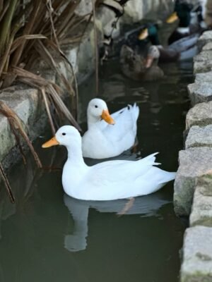Crested Ducks