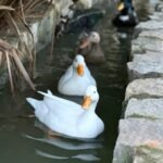 Crested Ducks