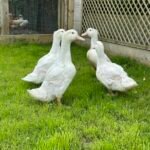 Aylesbury Ducks