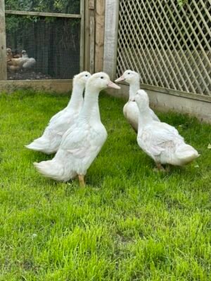 Aylesbury Ducks