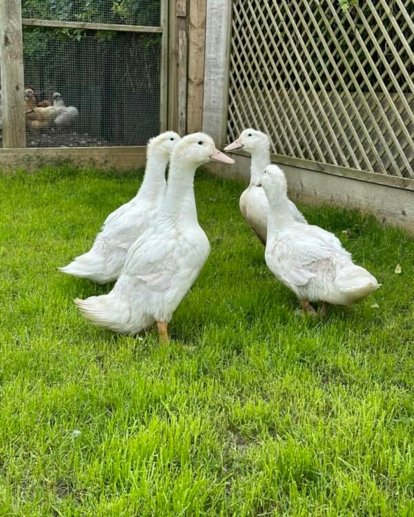 IMG-20260919-WA0101 Aylesbury Ducks