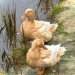 Swedish Yellow Ducks