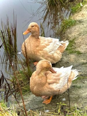 Swedish Yellow Ducks