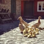 Swedish Yellow Ducks