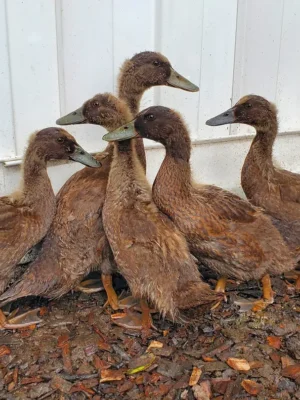 Campbell Ducks