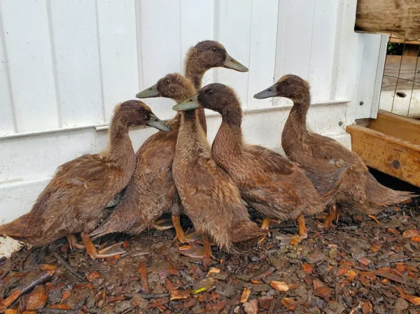 Campbell Ducks