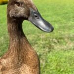 Campbell Ducks
