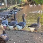 Toulouse Geese