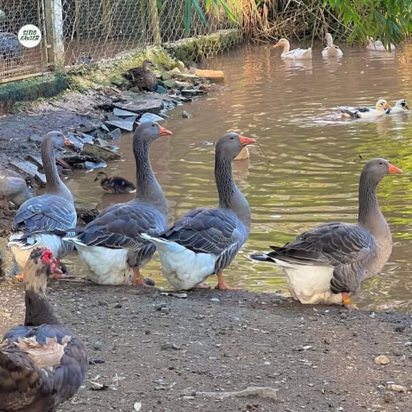 Toulouse Geese