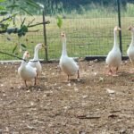 Embden Geese
